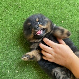 Pepper German Spitz