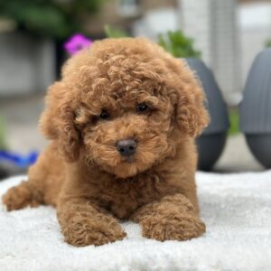 Persi Miniature Poodle