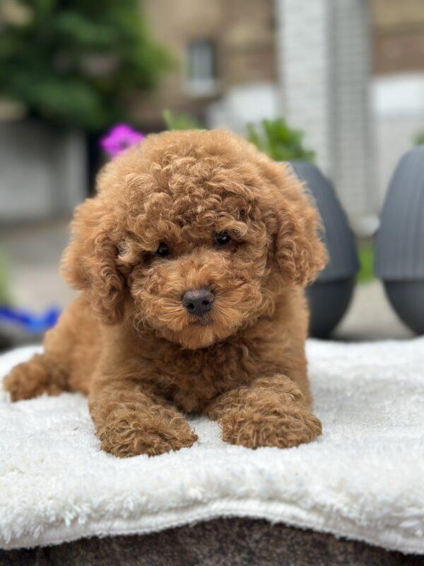 Persi Miniature Poodle