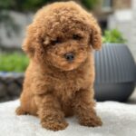 Persi-male-miniature-poodle-puppy-for-sale-1 (2)