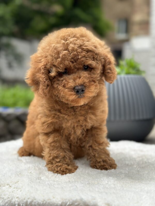 Persi Miniature Poodle
