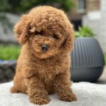 Persi-male-miniature-poodle-puppy-for-sale-1 (3)