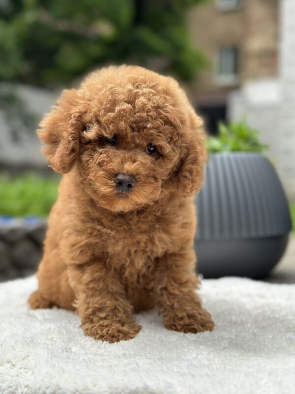 Persi Miniature Poodle