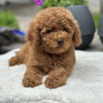 Persi-male-miniature-poodle-puppy-for-sale-1 (4)