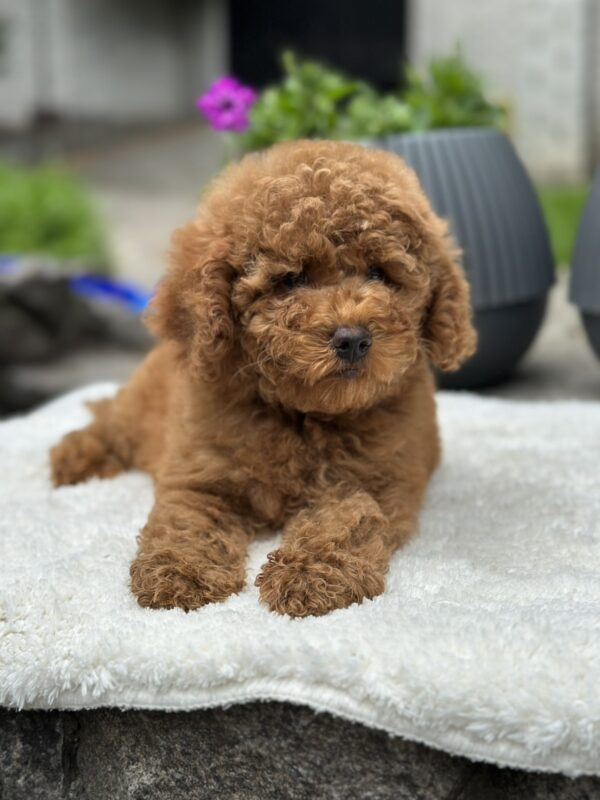 Persi Miniature Poodle