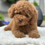 Raya Miniature Poodle