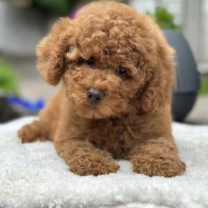 Persi Miniature Poodle
