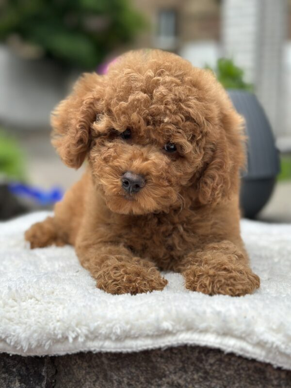 Persi Miniature Poodle