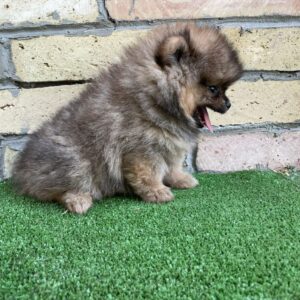 Petra German Spitz