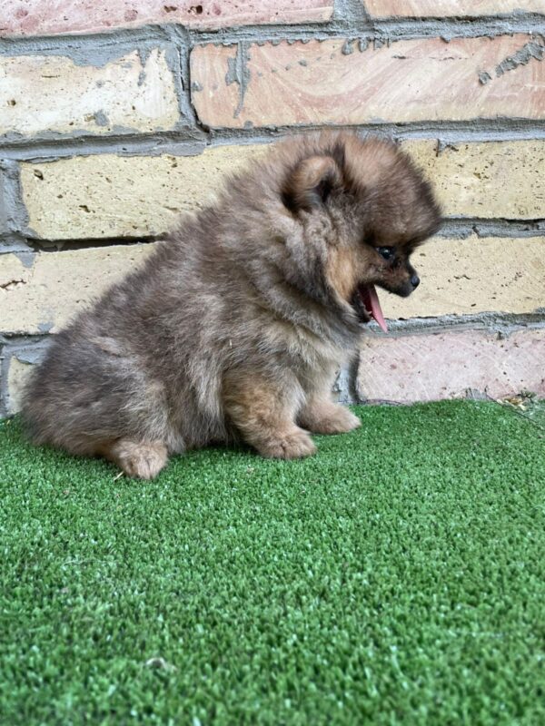 Petra German Spitz