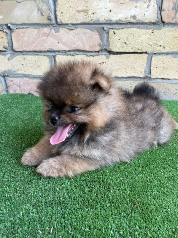 Petra German Spitz