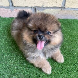 Petra German Spitz