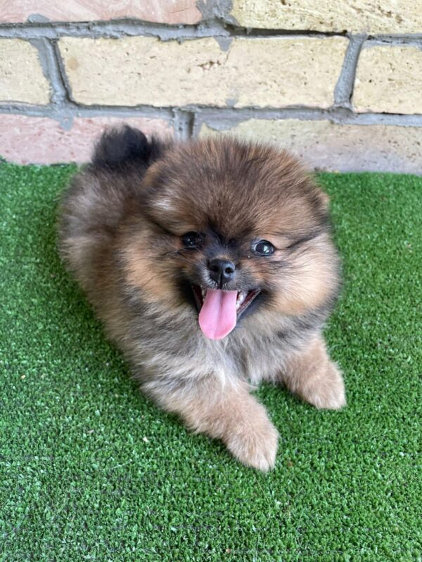 Petra German Spitz