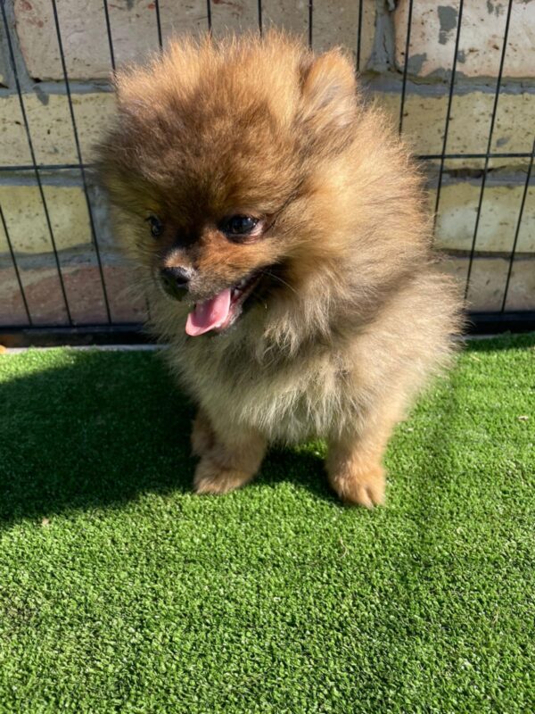 Petra German Spitz