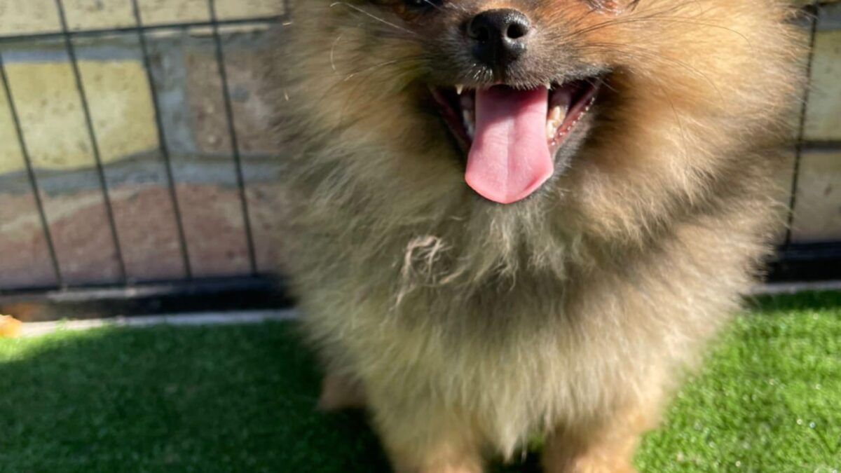 Pugalier: The Affectionate and Playful Pug-Cavalier Mix, image size:1200x675