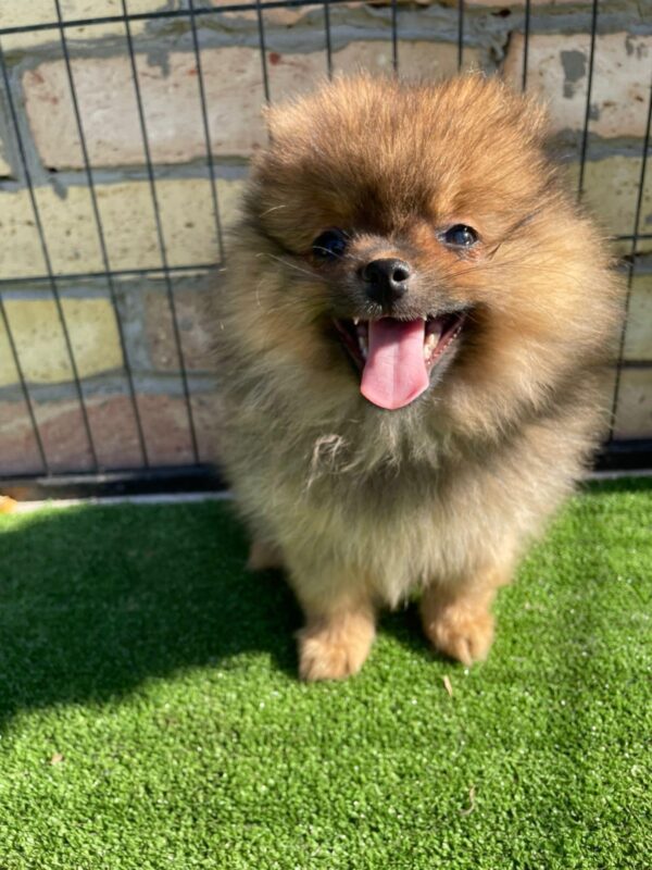 Petra German Spitz