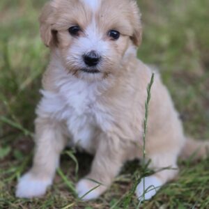 Pixie Maltipoo