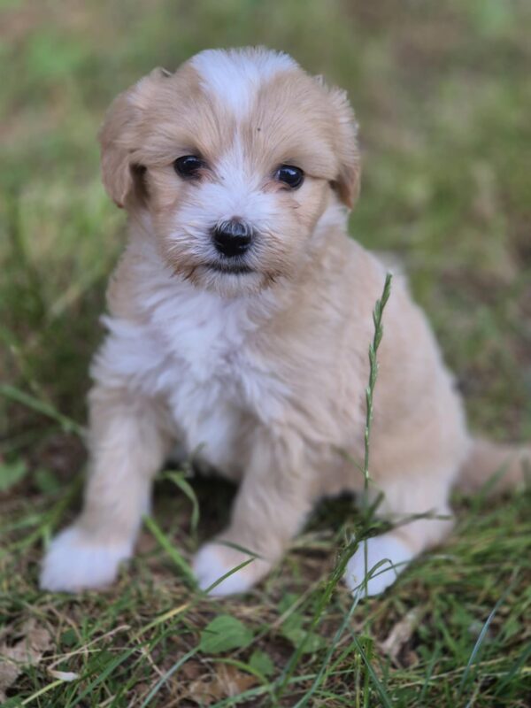 Pixie Maltipoo