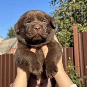 Plato Labrador Retriever