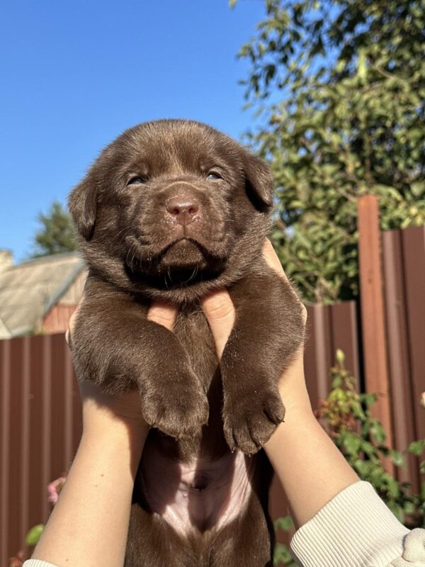 Plato Labrador Retriever