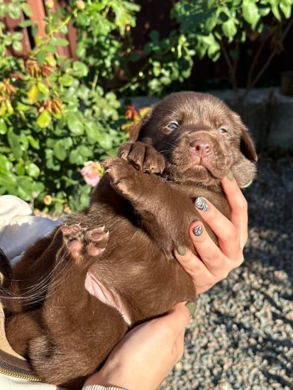 Plato Labrador Retriever