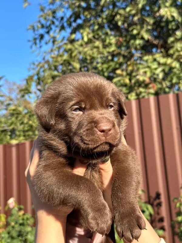 Plato Labrador Retriever