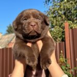 Plato-male-labrador-retriver-Dog-puppy-for-sale-1 (4)