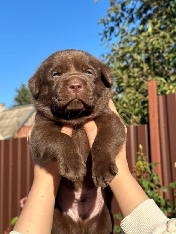Plato Labrador Retriever