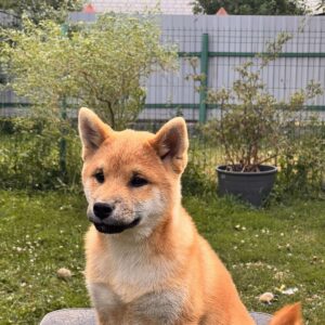 Porsche Shiba Inu