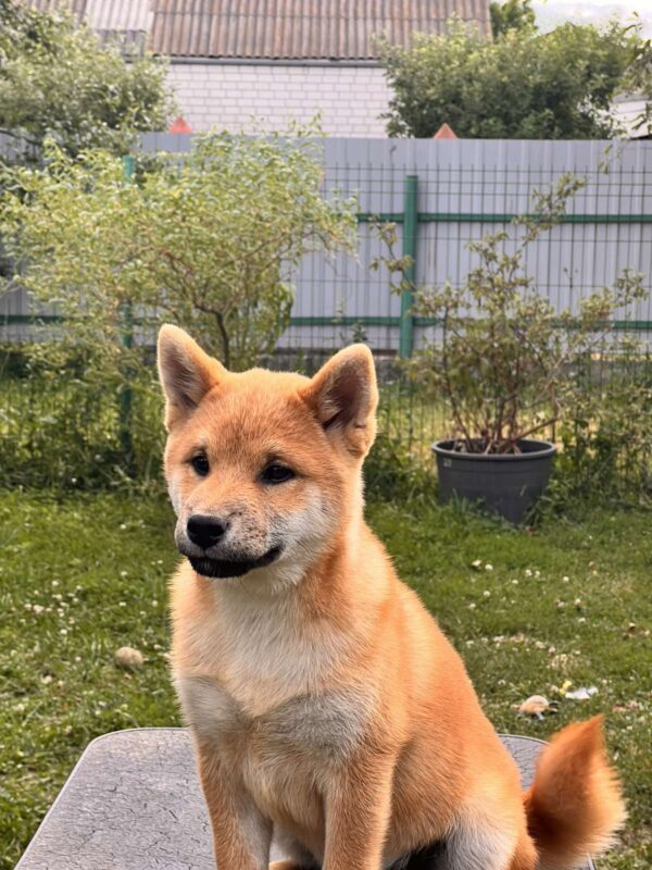 Porsche Shiba Inu