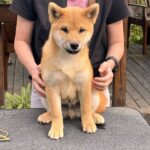 Partos Shiba Inu