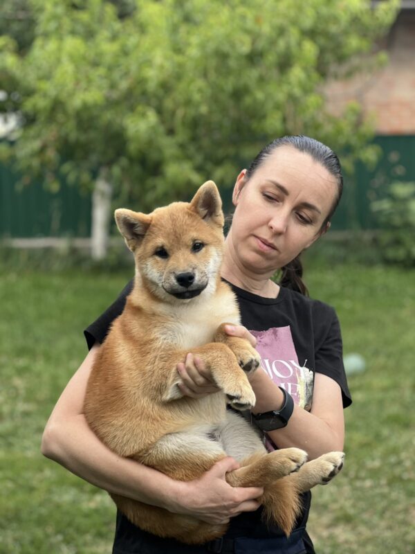 Porsche Shiba Inu