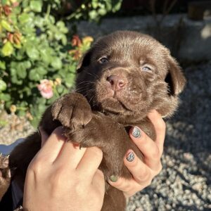 Prima Labrador Retriever