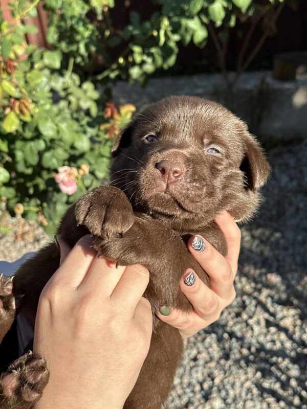 Prima Labrador Retriever