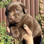Plato Labrador Retriever