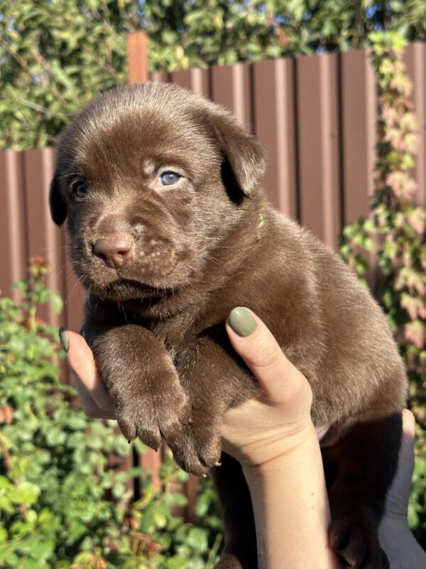 Prima Labrador Retriever