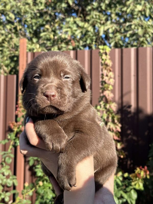 Prima Labrador Retriever