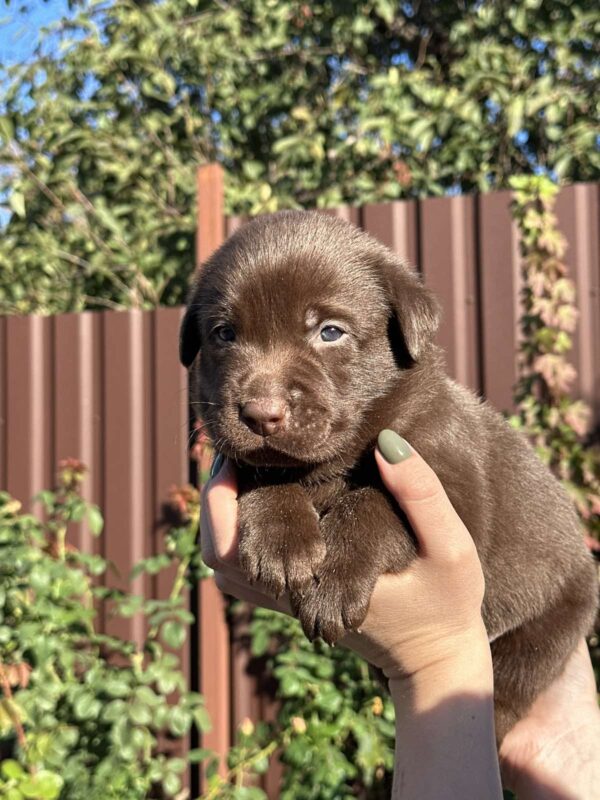 Prima Labrador Retriever