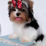 Puffy-male-Biewer-puppy-for-sale-1