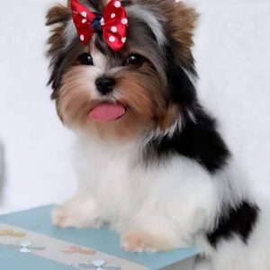 Puffy Biewer Yorkshire Terrier