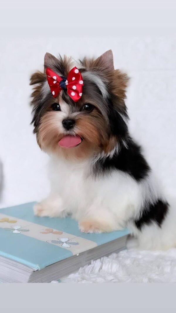 Puffy Biewer Yorkshire Terrier