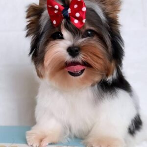 Puffy Biewer Yorkshire Terrier