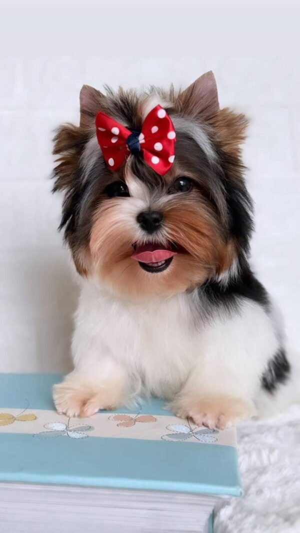 Puffy Biewer Yorkshire Terrier
