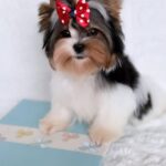 Puffy-male-Biewer-puppy-for-sale-3