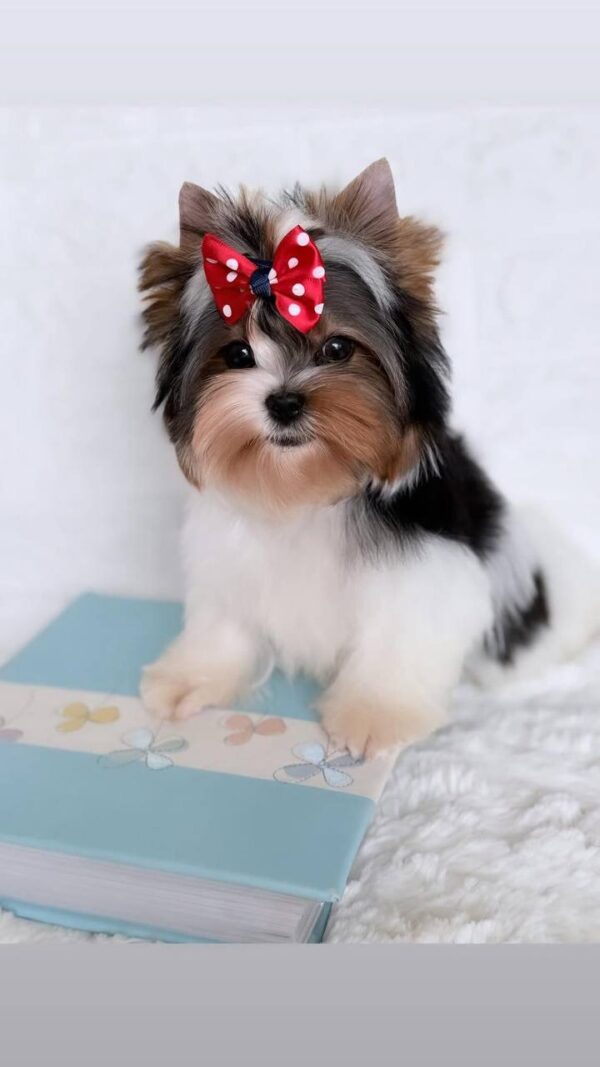 Puffy Biewer Yorkshire Terrier