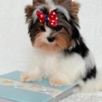 Puffy-male-Biewer-puppy-for-sale-4