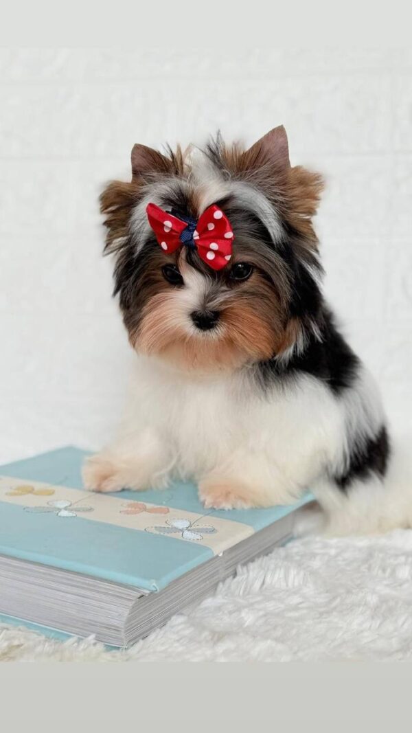 Puffy Biewer Yorkshire Terrier