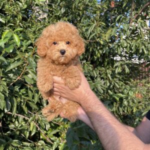 Pusik Maltipoo