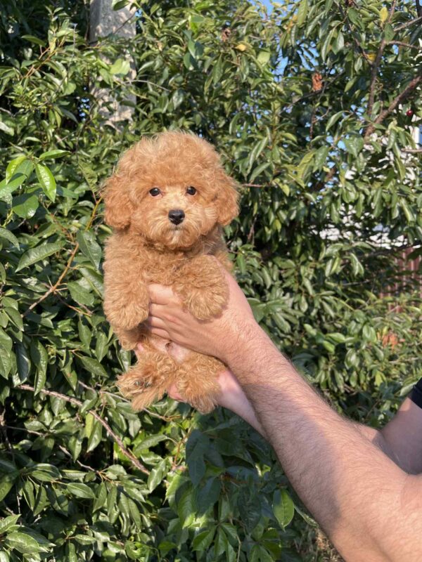 Pusik Maltipoo