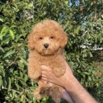 Pusik-male-maltipoo-puppy-for-sale-1 (2)